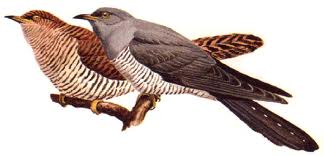 vrouwtjes koekoek vogel vrouwtjes koekoek vogel